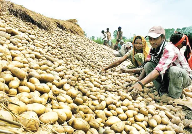 ରାଜ୍ୟ ସରକାରଙ୍କ ଆଳୁ ସ୍ୱପ୍ନ ଫେଲ୍, ମାତ୍ର ତିନି ବର୍ଷରେ ମଉଳିଗଲା