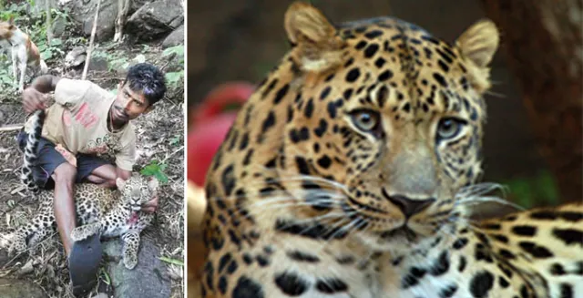 ସ୍କାନର୍‌ରେ କଲରାପତରିଆ ବାଘ ଶିକାରୀ: ୫ ବର୍ଷ ପରେ ଶିକାରୀକୁ ଉଠାଇ ଆଣିଲା ବନ ବିଭାଗ