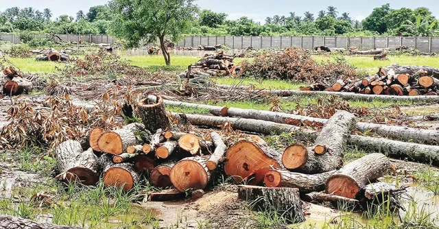 ପଥର ରଖିବାକୁ କାଟିଦେଲେ ଶତାଧିକ ଗଛ