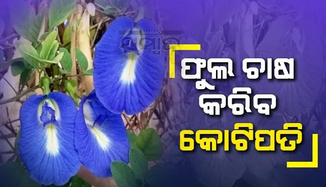 ଏହି ଫୁଲରୁ ତିଆରି ହୁଏ ବିଶ୍ୱ ପ୍ରସିଦ୍ଧ ଚା': ଆପଣ ବି ଚାଷ କରି ହୋଇପାରିବେ କୋଟିପତି