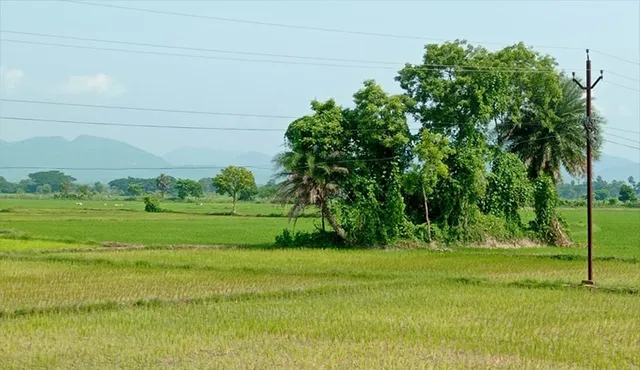 ଗଞ୍ଜାମରେ ୮୦ ପ୍ରତିଶତ ରୁଆ ଶେଷ