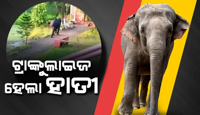 ଜଗତପୁରରେ ହାତୀ ଉପଦ୍ରବ ଘଟଣା: ଟ୍ରାଙ୍କୁଲାଇଜ ହେଲା ଆକ୍ରମଣକାରୀ ହାତୀ