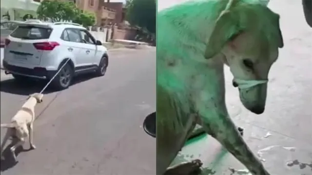 କୁକୁରକୁ କାରରେ ବାନ୍ଧି ସହର ବୁଲାଇଲେ ଡାକ୍ତର