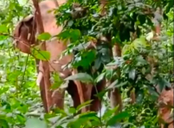 ସୁସ୍ଥ ହେଉଛି ଆହତ ଦନ୍ତା