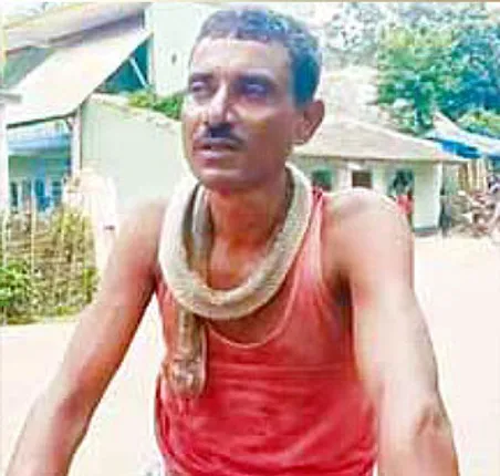 ସାପ କାମୁଡ଼ିବାରୁ ସାପକୁ କାମୁଡ଼ି ମାରିଦେଲେ ଯୁବକ, ବେକରେ ପକାଇ ବଜାର ବୁଲିଲେ