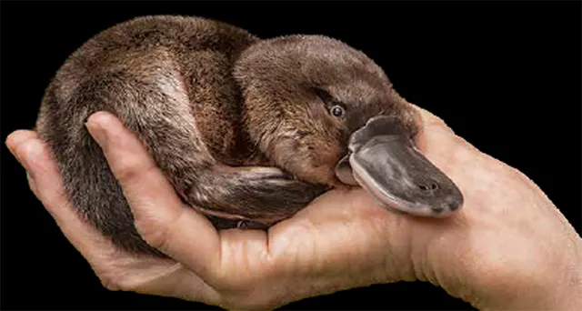 ମେରୁଦଣ୍ଡୀ, କିନ୍ତୁ ପାକସ୍ଥଳୀ ନାହିଁ