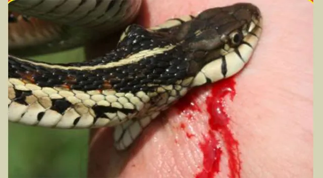 ସାପ କାମୁଡ଼ାରେ ଯୁବକ ମୃତ