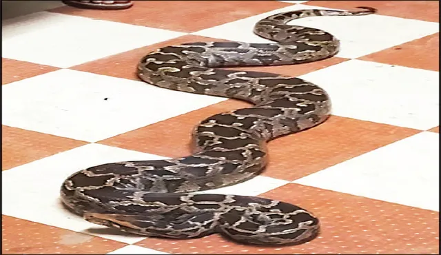 ୧୦ ଫୁଟିଆ ଅଜଗର ଉଦ୍ଧାର