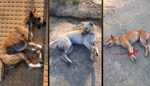 ଏହି ବିଶ୍ୱବିଦ୍ୟାଳୟ ଛାତ୍ରୀନିବାସରୁ ଗୋଡ଼ ଓ ପାଟିକୁ ବନ୍ଧା ୧୨ କୁକୁର ଉଦ୍ଧାର