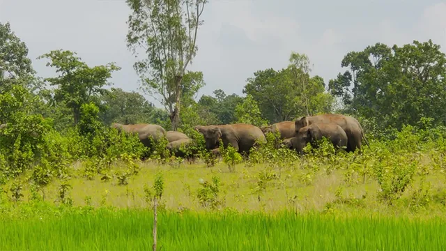ଉକୁଚାବେଡ଼ାରେ ୧୦ ହାତୀଙ୍କ ଉତ୍ପାତ