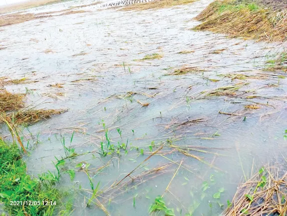 ପଟ୍ଟାମୁଣ୍ଡାଇ ତହସିଲର ଚାଷୀଙ୍କୁ ଧୋକା