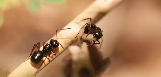 ନୂଆ ସମୟ ନୂଆ କଥା: ପିମ୍ପୁଡ଼ି ଦେଖାଯାଉ ନଥିବା ସ୍ଥାନ