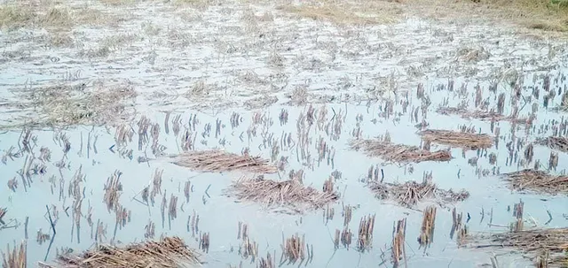 କ୍ଷୟକ୍ଷିତ ରିପୋର୍ଟ ପରେ ବି ମିଳିଲାନି ସହାୟତା, ଫସଲ ବୀମା ଅର୍ଥ ପ୍ରଦାନରେ ବାଧା କେଉଁଠି?