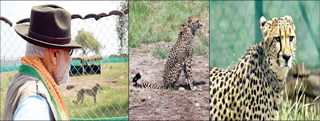 ପ୍ରୋଜେକ୍ଟ ଚିତା: ଜୈବବିବିଧତା ସୂତ୍ରକୁ ଯୋଡ଼ିବ