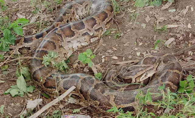 ରହସ୍ୟମୟ ନନ୍ଦ କିଶୋର ନିଖୋଜ ଘଟଣା: ଶୋଇରହିଛି ଅଜଗର, ପେଟ ଫୁଲା କମୁଛି