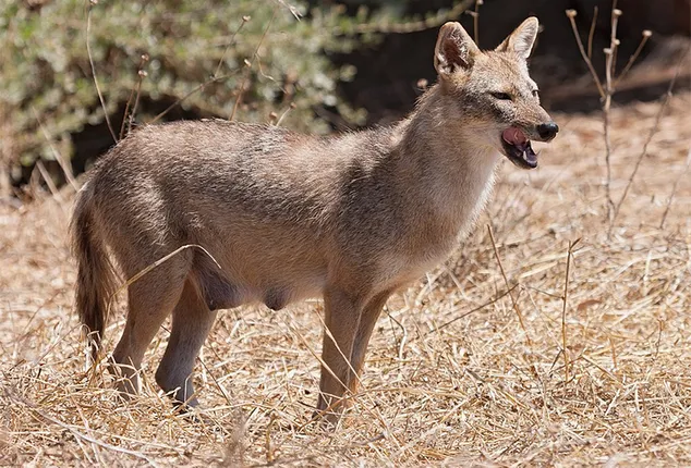 ବିଲୁଆ ଆକ୍ରମଣରେ ବୃଦ୍ଧା ଗୁରୁତର, ୧୧ ଆହତ