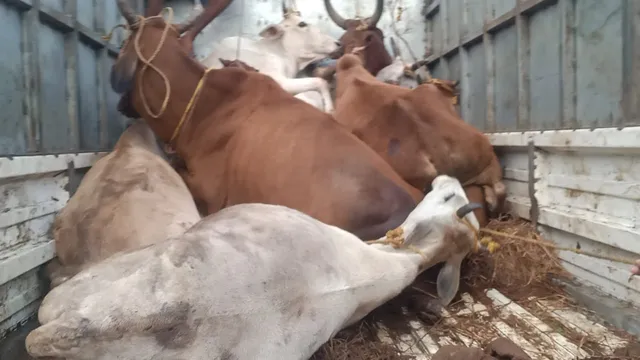 ପିକଅପରେ ୧୮ଟି ଗୋରୁ ଚାଲାଣ ହେଉଥିବା ସମୟରେ ଗାଡି ଅଟକ ରଖିଲେ ଗ୍ରାମବାସୀ