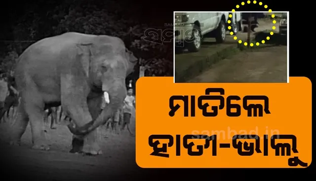 ବୈଶିଙ୍ଗାରେ ଯୁବକଙ୍କୁ କଚାଡ଼ିଲା ଦନ୍ତା, କବିସୂର୍ଯ୍ୟନଗରରେ ଭାଲୁ ବୁଲିଲା