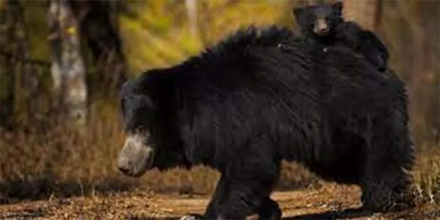 ଭାଲୁ ଆକ୍ରମଣରେ ଛାତ୍ର ଗୁରୁତର 