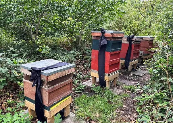 ରାଣୀଙ୍କ ମହୁମାଛିଙ୍କୁ କୁହାଗଲା ରାଣୀ ଆଉ ନାହାନ୍ତି, ଏବେ ରାଜା ଚାର୍ଲସ୍‌ ତୁମର ନୂଆ ମାଲିକ