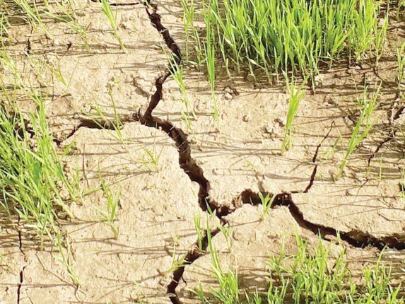 କେନାଲରେ ପାଣି ନାହିଁ, ଚାଷ ଜମି ଫାଟି ଆଁ, ଚେଇଁ ଶୋଇଛି ଜଳସମ୍ପଦ ବିଭାଗ