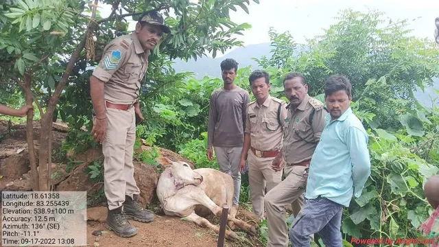 କୋଟିଆ ସୀମାନ୍ତରେ ବାଘ! କୋରାପୁଟ ବନ ବିଭାଗ ସଜାଗ୍‌, ଟିମ୍‌ ମୁତୟନ