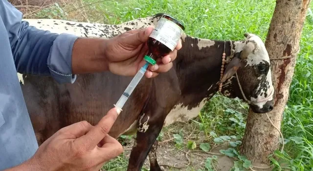 ମାଡ଼ି ଆସୁଛି ଲମ୍ପିସ୍କିନ୍‌ ରୋଗ, ସୀମାନ୍ତରେ ସତର୍କତା ପାଇଁ ସରକାରଙ୍କ ନିର୍ଦ୍ଦେଶ