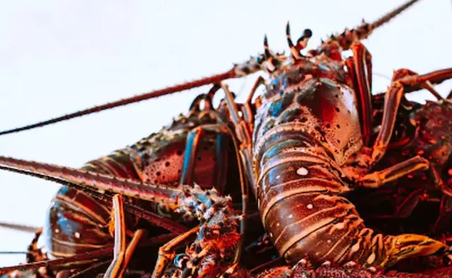 ଚିଙ୍ଗୁଡ଼ି ଚୋପାରେ ଦୀର୍ଘ ଦିନ ଯାଉଥିବା ବ୍ୟାଟେରି ତିଆରି କରିବାର ଉପାୟ ପାଇଛନ୍ତି ବୈଜ୍ଞାନିକ: ରିପୋର୍ଟ