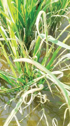 ଉଜୁଡ଼ିବ ଧାନ ଫସଲ, ଚରିଗଲେଣି ଗିରିଆ ପୋକ