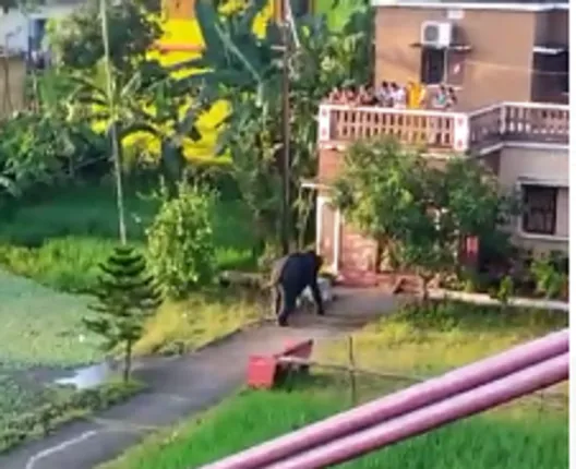 ହାତୀ ଆକ୍ରମଣରେ ୨ ମୃତ: ଜଗତପୁରରେ ପଶିଲେ ଗଜରାଜ