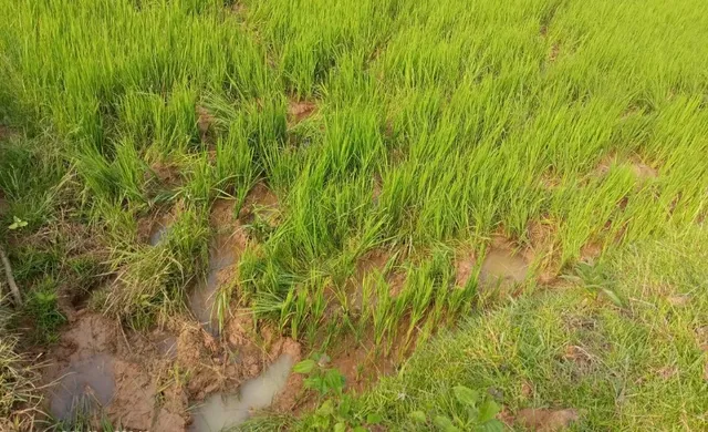 ଧାନକ୍ଷେତ ଦଳି ଫସଲ ନଷ୍ଟ କଲା ହାତୀ