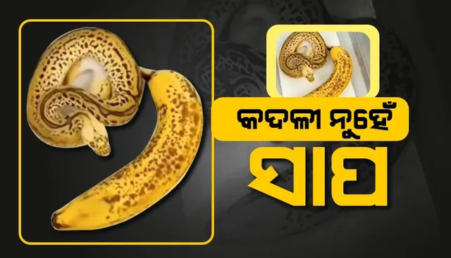 କଦଳୀ ନୁହେଁ ସାପ; ଭୟାଳୁ ସ୍ବଭାବର ନହୋଇଥିଲେ ଭିଡିଓଟିକୁ ଦେଖନ୍ତୁ