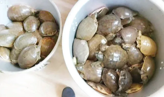 ଓଡ଼ିଶାରୁ ପଶ୍ଚିମବଙ୍ଗକୁ କଇଁଛ ଚାଲାଣ; ୮୭ କଇଁଛ ଉଦ୍ଧାର, ଜଣେ ଗିରଫ