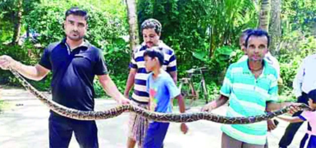 ଜାଲରେ ପଡ଼ିଲା ୬ ଫୁଟ୍ ଲମ୍ବର ସାପ