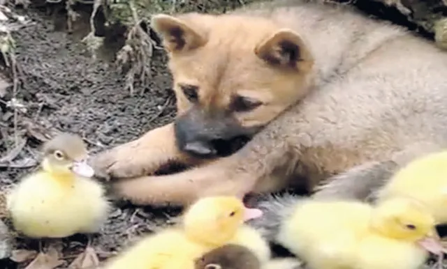 ପକ୍ଷୀଙ୍କୁ ସ୍ନେହ କରୁଛି କୁକୁର!