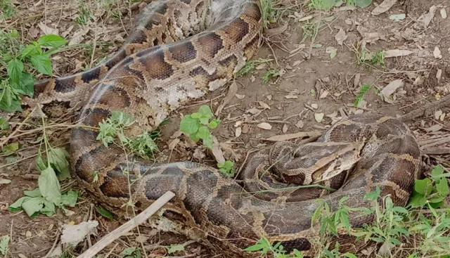 ରହସ୍ୟମୟ ନନ୍ଦକିଶୋର ନି‌ଖୋଜ ଘଟଣା: ଖାଲି ହାତରେ ଫେରିଲେ ପୁଲିସ, ବନବିଭାଗ