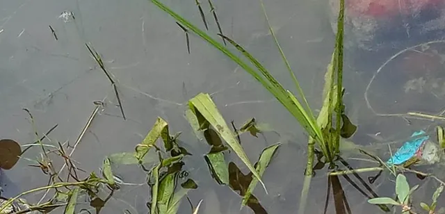 ପୋଖରୀରୁ ୩ ନବଜାତଙ୍କ ମୃତଦେହ ଉଦ୍ଧାର