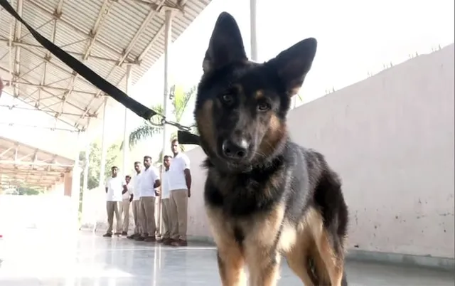 ନଏଡ଼ା କର୍ତ୍ତୃପକ୍ଷଙ୍କ ନିଷ୍ପତ୍ତି: ପୋଷା କୁକୁର କାମୁଡ଼ିଲେ ମାଲିକ ୧୦ ହଜାର ଟଙ୍କା ଦେବେ ଓ ଆକ୍ରାନ୍ତଙ୍କୁ ଚିକିତ୍ସା କରିବେ