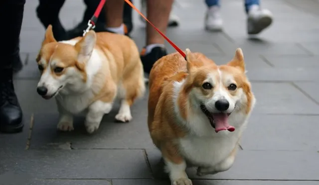 ଚିନ୍ମୟ ଚେତନା/ ଶ୍ବାନ ସମାଚାର