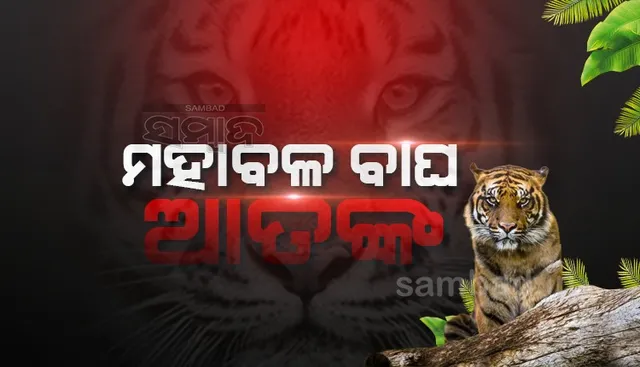 ଓଡ଼ିଶା- ଆନ୍ଧ୍ର ସୀମାରେ ମହାବଳ ବାଘ ଆତଙ୍କ