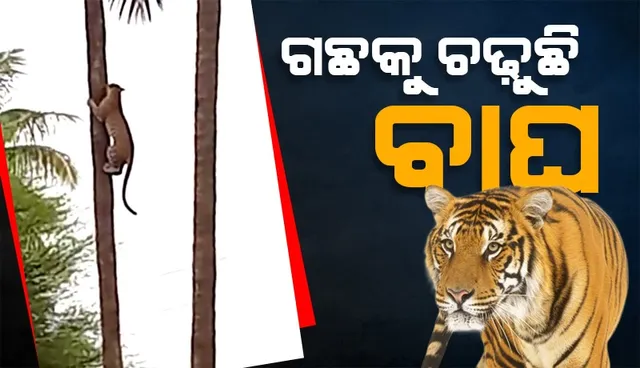 ନଡ଼ିଆ ଗଛକୁ ଚଢ଼ିବା ବେଳେ କଲରାପତରିଆ ବାଘର ଭିଡିଓ ଭାଇରାଲ୍‌