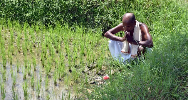 ଜମିଲା ନୂଆଁଖାଇ, ପଶ୍ଚିମ ଓଡ଼ିଶା ଉତ୍ସବମୁଖର