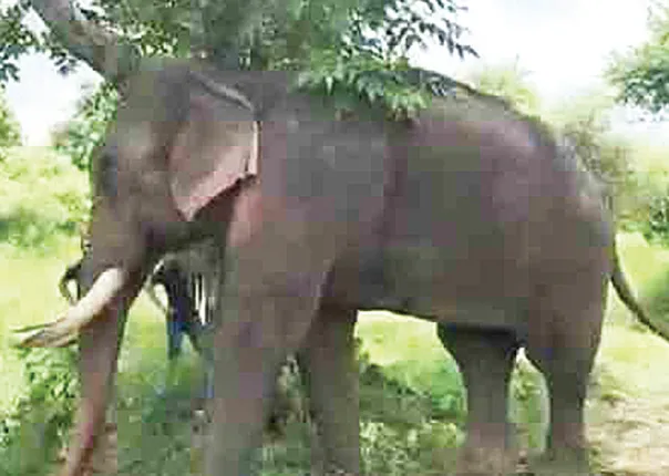 ଚିତାଙ୍କ ସୁରକ୍ଷା ଦାୟିତ୍ବରେ ଅଛନ୍ତି ଦୁଇ ହାତୀ: ଦିନରାତି ପାଟ୍ରୋଲିଂ କରୁଛନ୍ତି