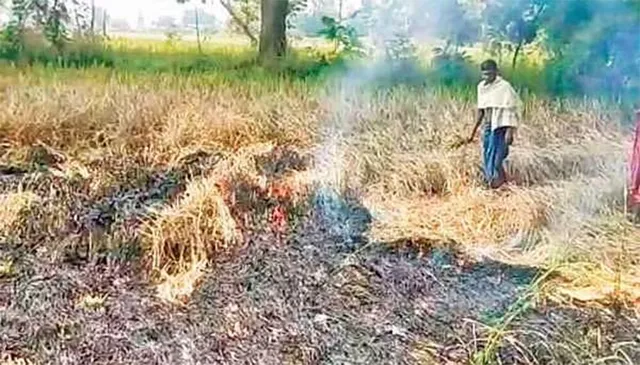 ଚକଡ଼ା ଉପଦ୍ରବ ଆରମ୍ଭ: ୨୫୦ରୁ ଊର୍ଧ୍ବ ହେକ୍ଟର ଫସଲ ପ୍ରଭାବିତ