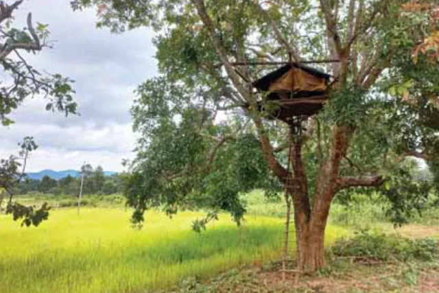 ହାତୀ ପାଇଁ ମଞ୍ଚାରେ କଟୁଛି ରାତି