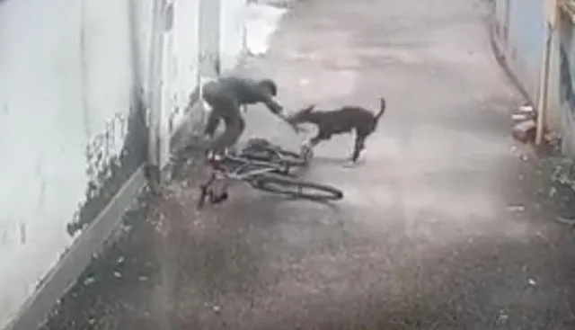 କେରଳ ସାଇକେଲ ଆରୋହୀ ବାଳକକୁ ବୁଲା କୁକୁରର ଭୟଙ୍କର ଆକ୍ରମଣ: ଭିଡିଓ ଭାଇରାଲ