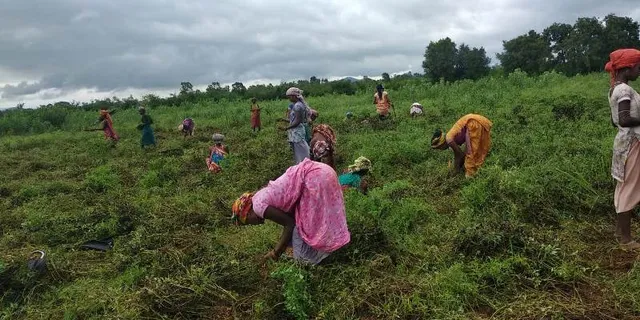 ଅମଳ ହେଲାଣି ବର୍ଷାଦିନିଆ ଚିନାବାଦାମ, ଚାଷୀ ଅଭାବୀ ବିକ୍ରିର ଶିକାର