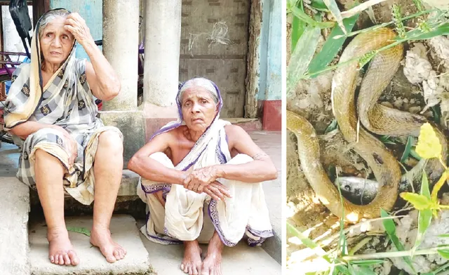 ବିଷାକ୍ତ ପିମ୍ପୁଡ଼ି ଆତଙ୍କ: ଲୋକେ ଅସ୍ତବ୍ୟସ୍ତ, ପ୍ରଶାସନ ନିରବ