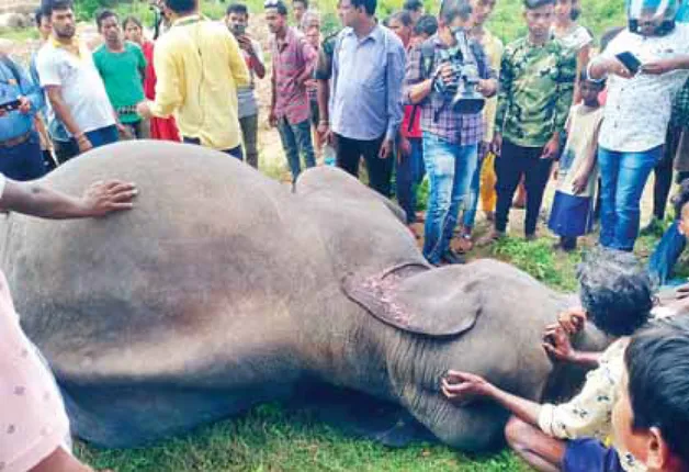 ଜଗତପୁର, ଚୌଦ୍ବାରରେ ହାତୀ ଆତଙ୍କ: ଆକ୍ରମଣରେ ୨ ମୃତ, ୩ ଆହତ