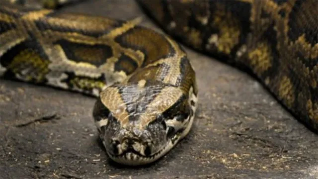 ଜଙ୍ଗଲରେ ବୃଦ୍ଧ ହଜିବା ଘଟଣା: ଅଜଗରର ସ୍କାନିଂ କରିବାକୁ ବନ ବିଭାଗ ଅରାଜି